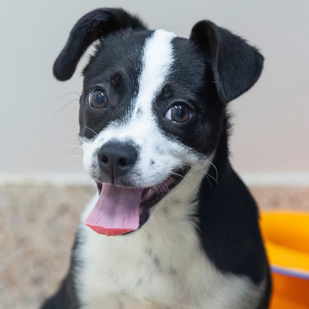 Enlarge Dot, a Adoptable Mixed Breed in Cartersville, GA image 4/4