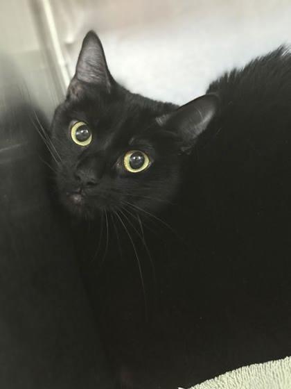 Darla, Adoptable, Adult Female Domestic Short Hair & Domestic Short Hair.