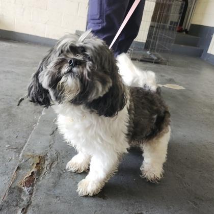 Ralphie, Adoptable, Adult Male Shih Tzu.