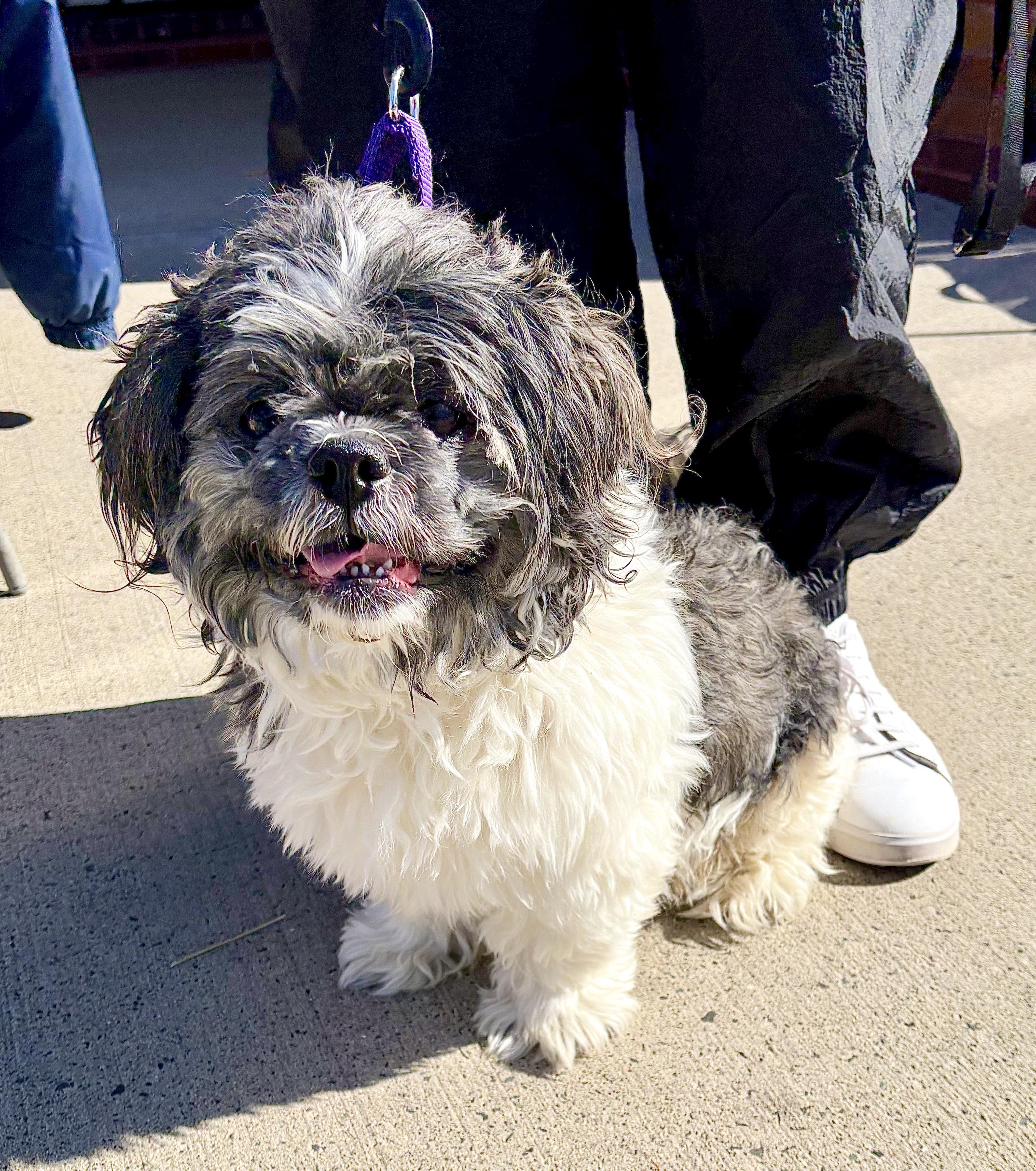 Ralphie, Adoptable, Adult Male Shih Tzu.