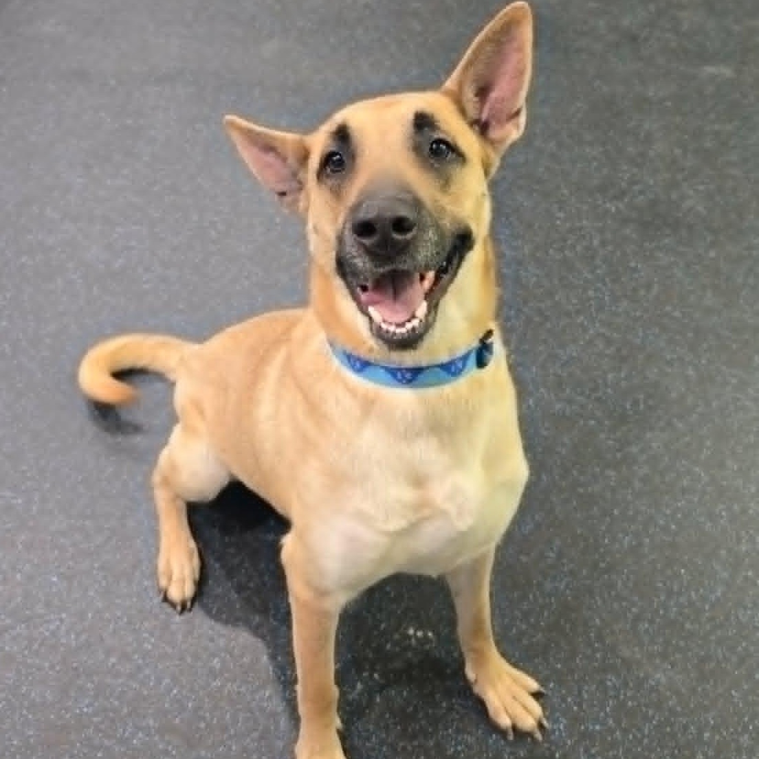 Enlarge Koko, a ADOPTABLE mixed breed in Watertown, WI image 1/5