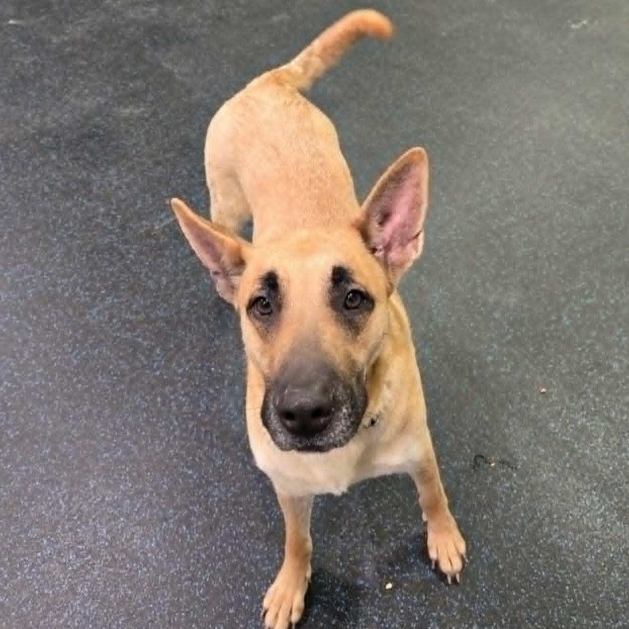 Enlarge Koko, a ADOPTABLE mixed breed in Watertown, WI image 2/5