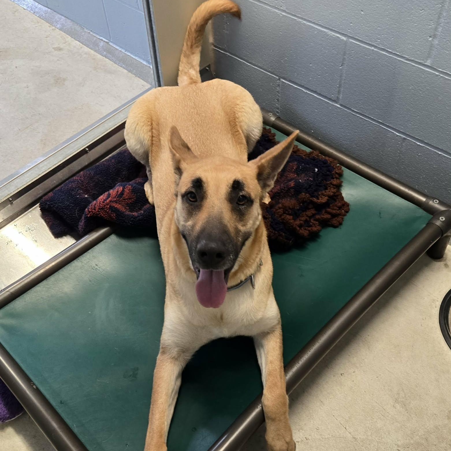 Enlarge Koko, a ADOPTABLE mixed breed in Watertown, WI image 4/5