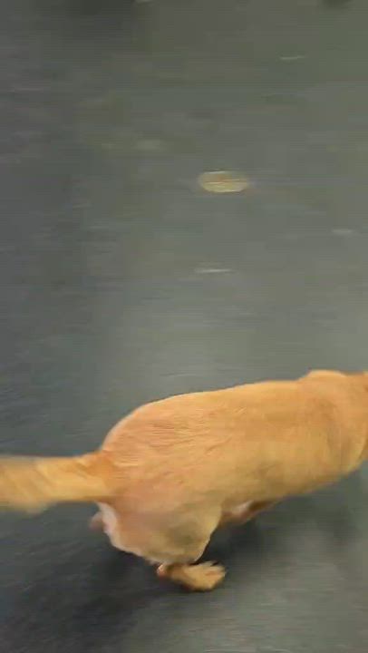 Enlarge Koko, a ADOPTABLE mixed breed in Watertown, WI video 5/5