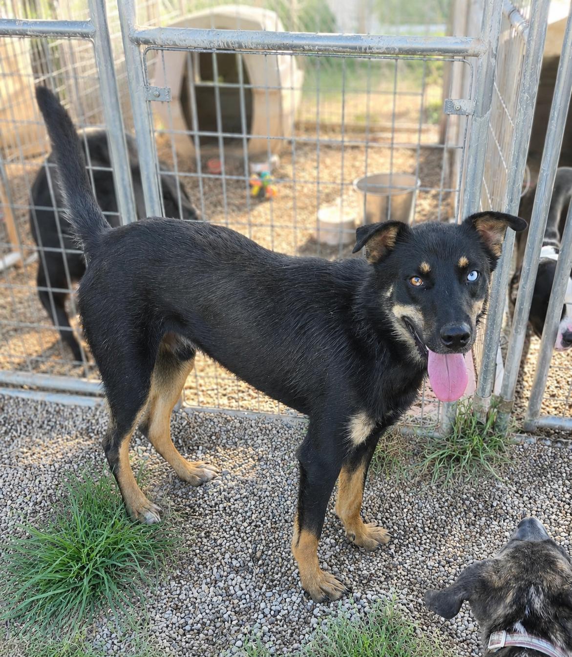 Enlarge Taki, a Adoptable mixed breed in Petersburg, IN image 1/2