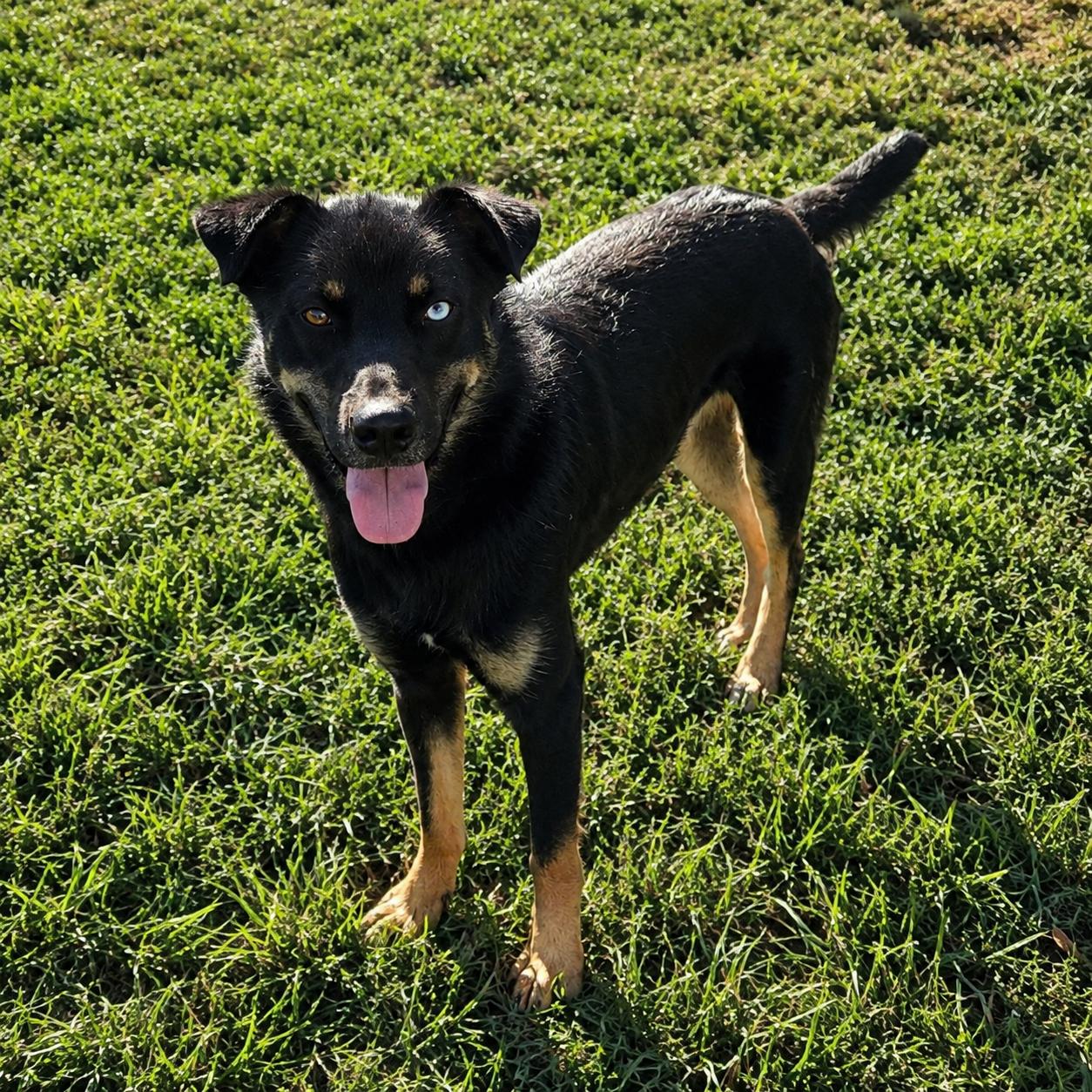 Enlarge Taki, a Adoptable mixed breed in Petersburg, IN image 2/2