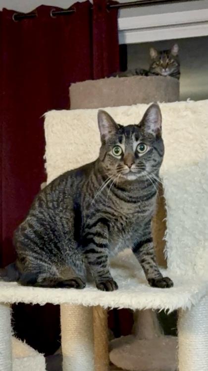 Enlarge Kaleidoscope, a Adoptable Domestic Short Hair in Decatur, IL image 3/6