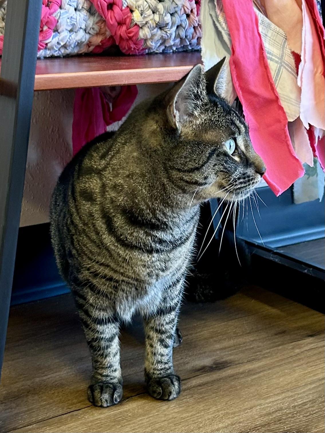 Enlarge Kaleidoscope, a Adoptable Domestic Short Hair in Decatur, IL image 6/6