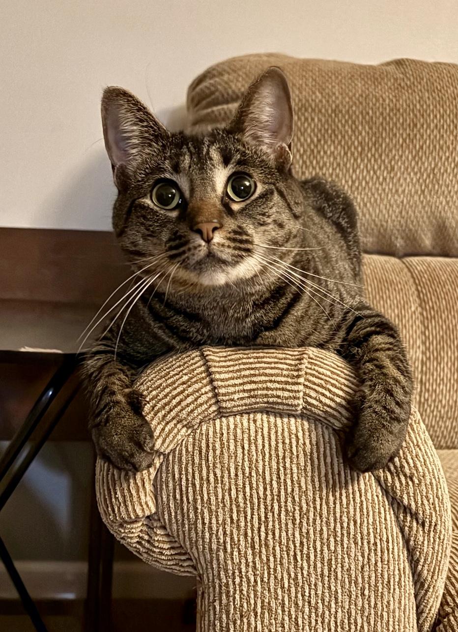 Enlarge Kaleidoscope, a Adoptable Domestic Short Hair in Decatur, IL image 2/6