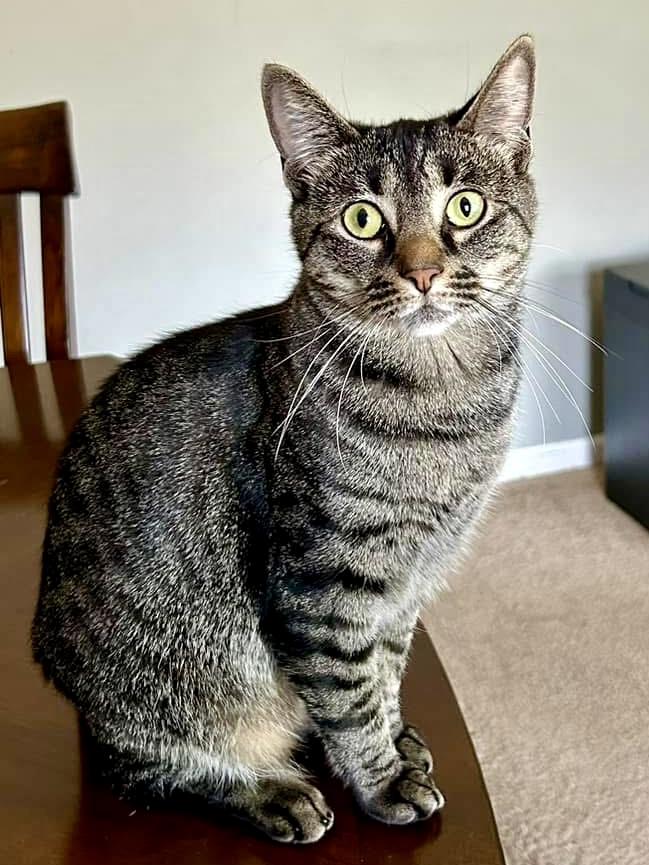 Enlarge Kaleidoscope, a Adoptable Domestic Short Hair in Decatur, IL image 5/6