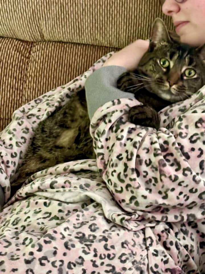 Enlarge Kaleidoscope, a Adoptable Domestic Short Hair in Decatur, IL image 4/6