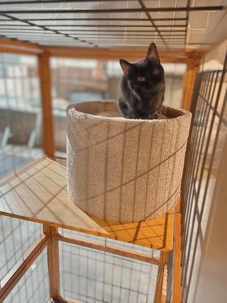 Enlarge Pinwheel (Felv+), a ADOPTABLE Domestic Short Hair in Reading, PA image 2/2