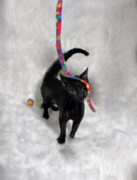 Enlarge Pinwheel (Felv+), a ADOPTABLE Domestic Short Hair in Reading, PA image 1/2