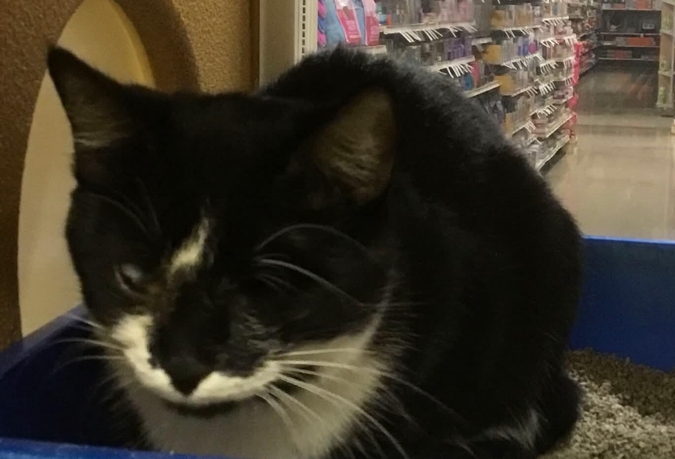 Evie, ADOPTABLE, Young Female Domestic Short Hair.