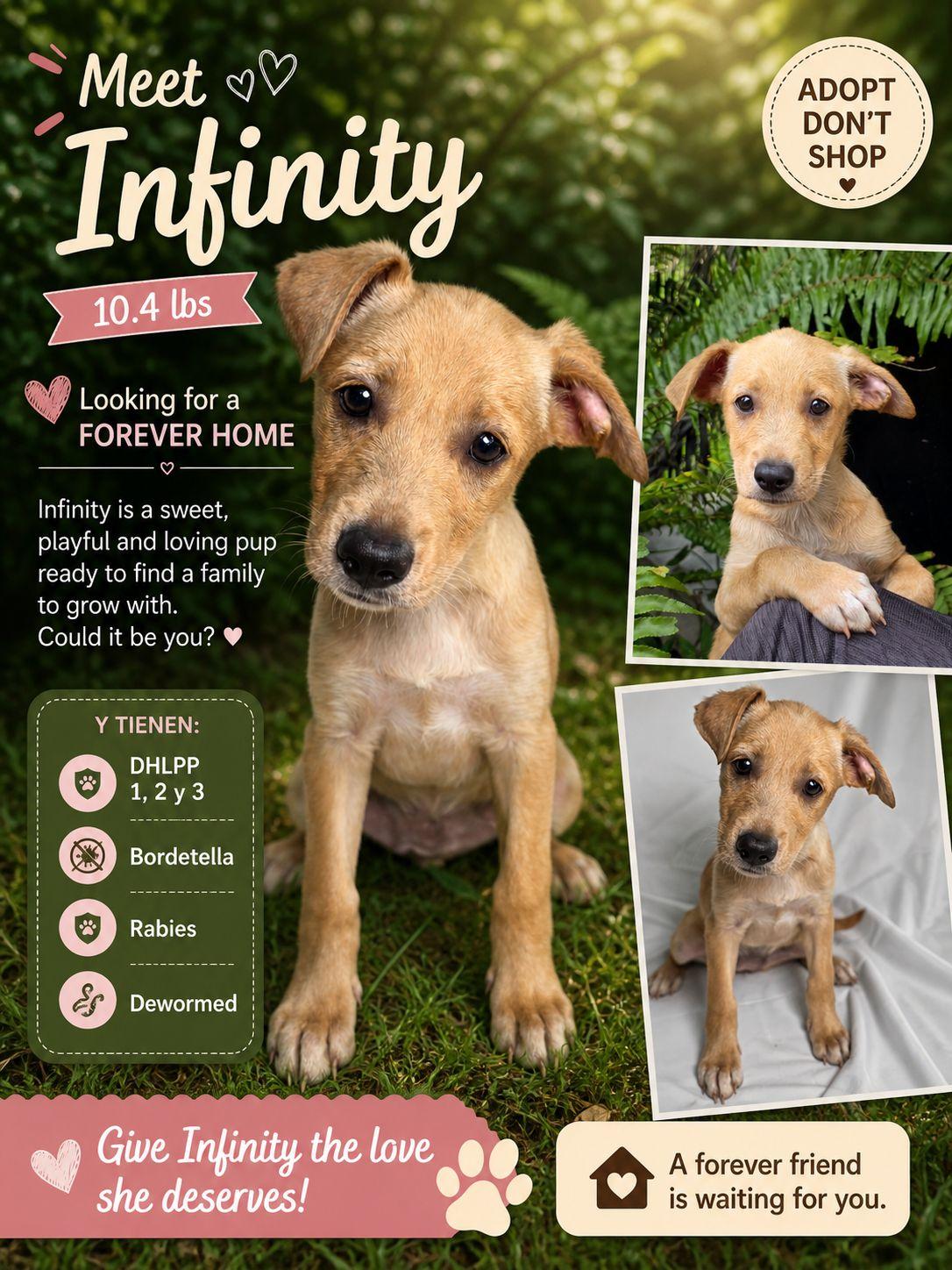 Infinity, Adoptable, Puppy Female Mixed Breed.