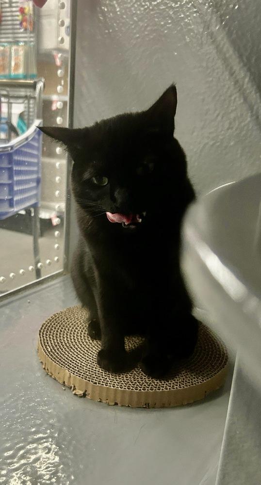Enlarge Happy (Stormy), a Adoptable Domestic Short Hair in Orlando, FL image 1/3
