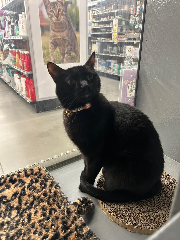 Enlarge Happy (Stormy), a Adoptable Domestic Short Hair in Orlando, FL image 2/3