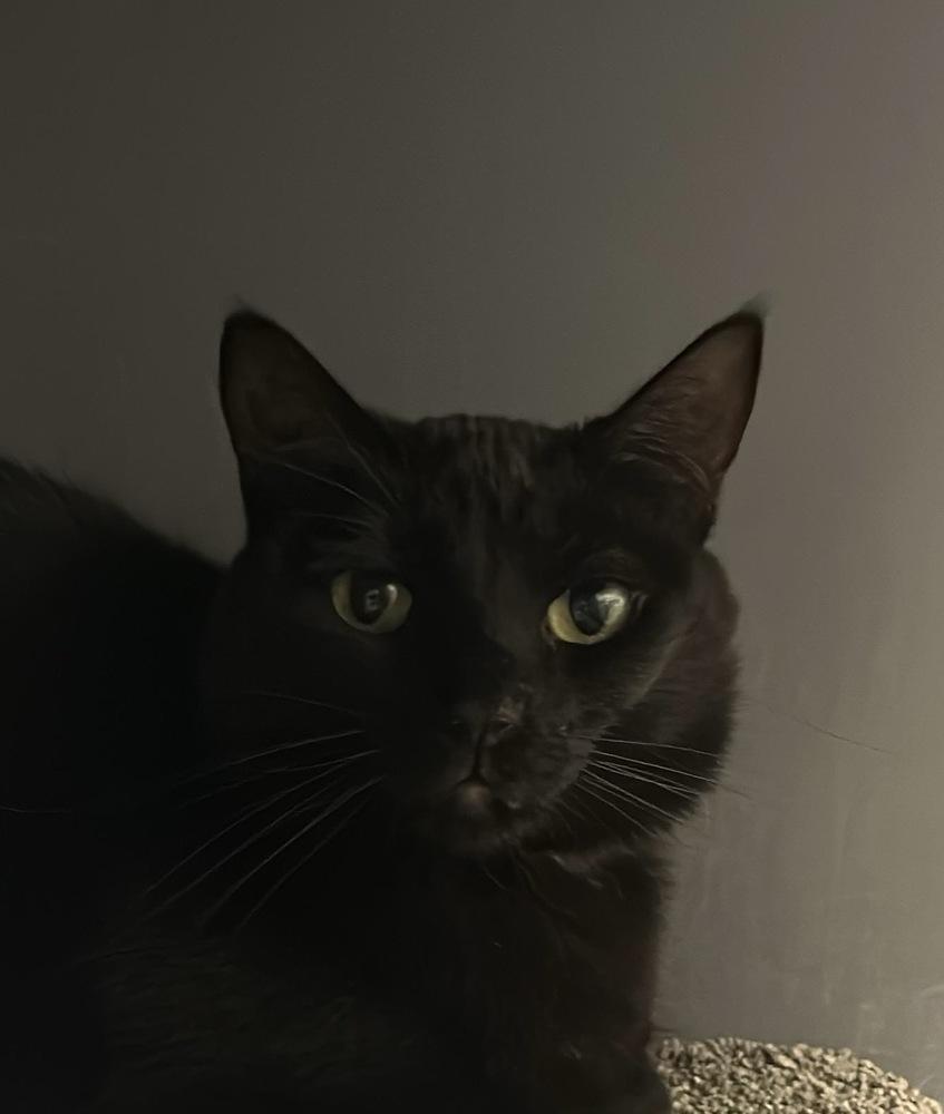 Enlarge Happy (Stormy), a Adoptable Domestic Short Hair in Orlando, FL image 3/3