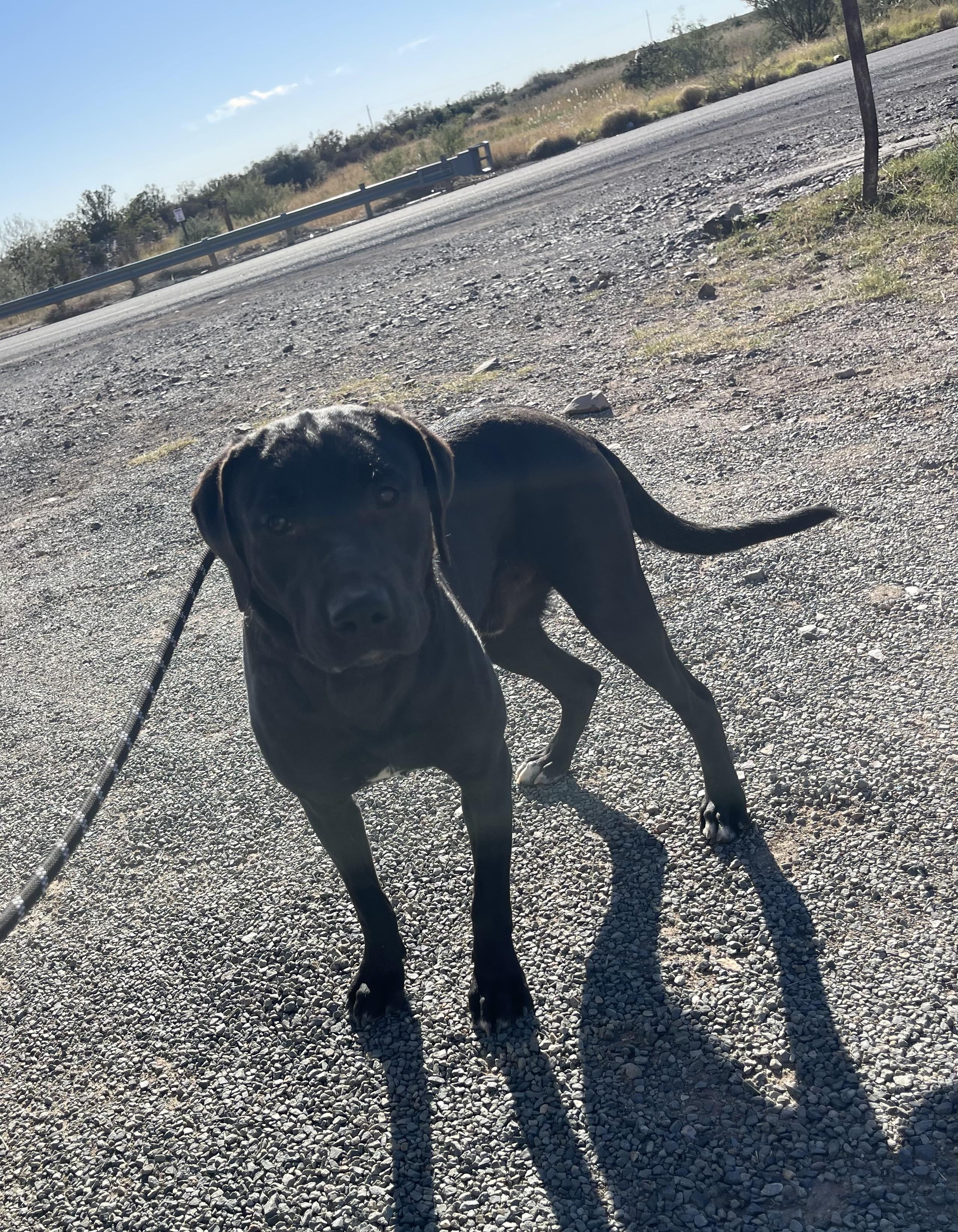 Tommy, ADOPTABLE, Young Male Black Labrador Retriever.