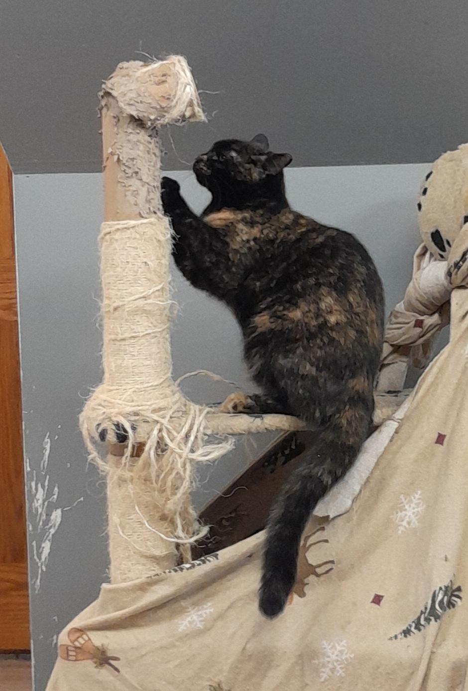 Enlarge Lion, a Adoptable Domestic Short Hair in Brighton, MI image 1/6