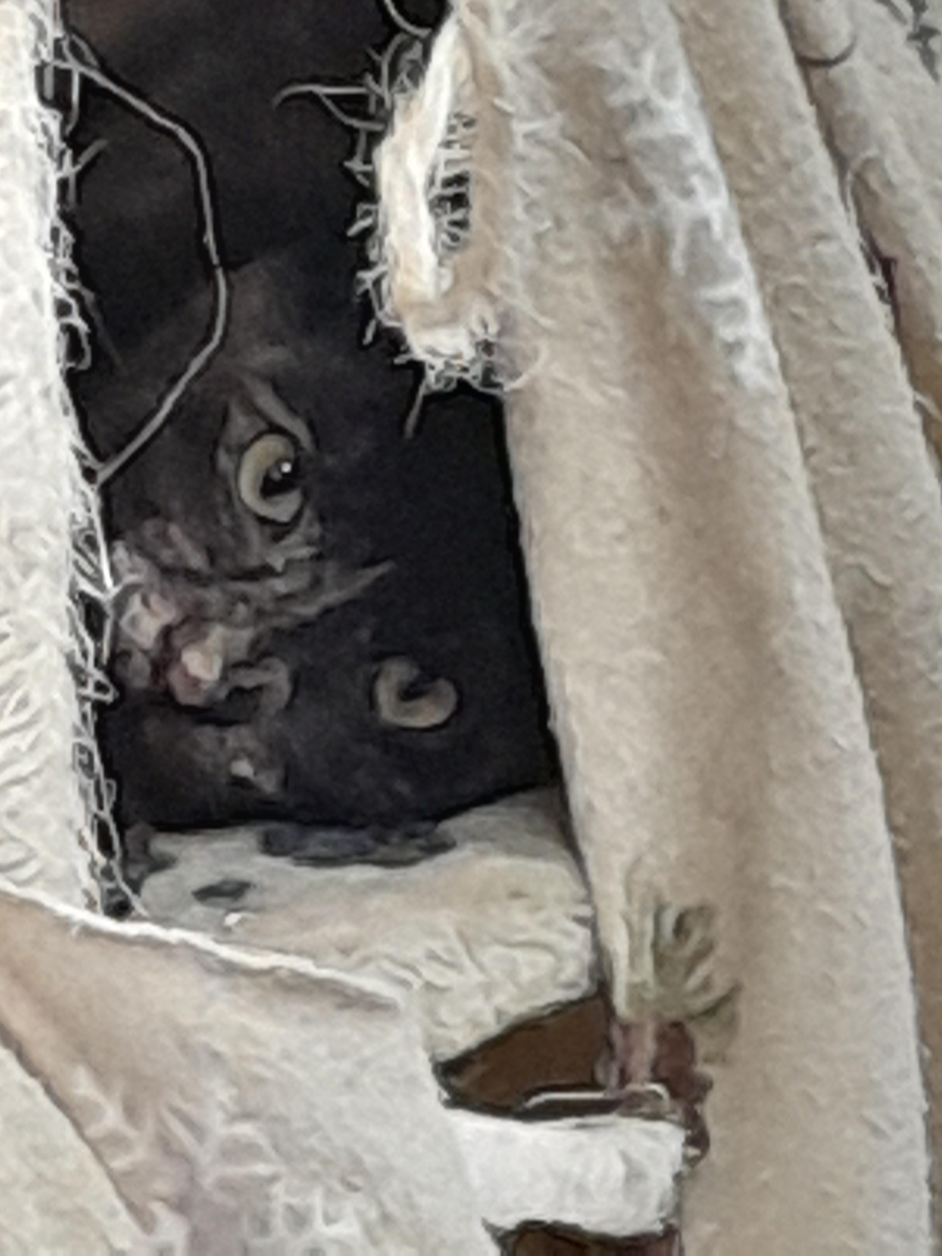 Lion, Adoptable, Adult Female Domestic Short Hair.