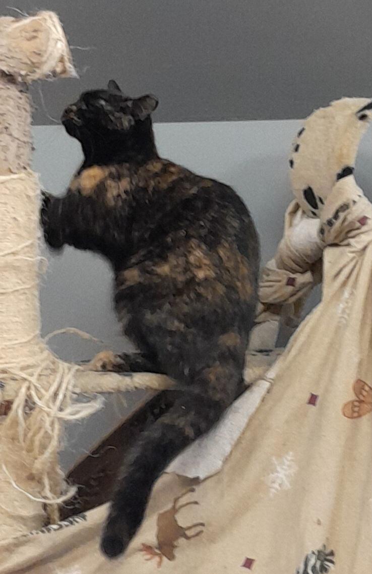 Enlarge Lion, a Adoptable Domestic Short Hair in Brighton, MI image 4/6