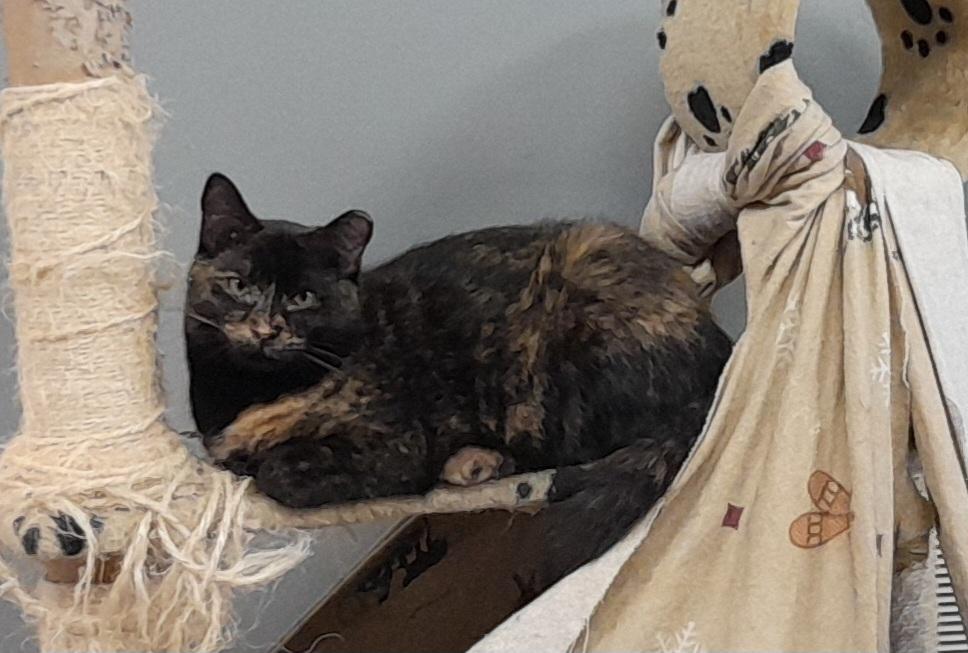 Enlarge Lion, a Adoptable Domestic Short Hair in Brighton, MI image 3/6