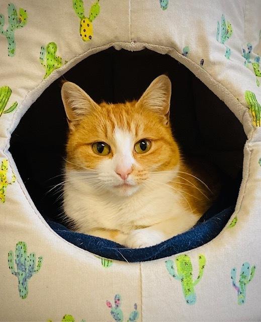 Google, Adoptable, Kitten Female Domestic Short Hair.