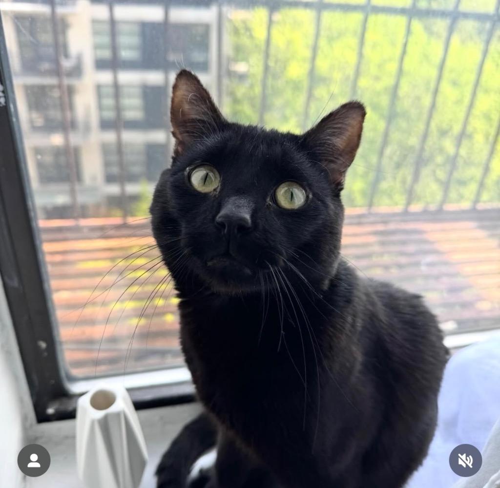 Apartment Cat AKA Eyeballs, Adopted, Young Male Domestic Short Hair.