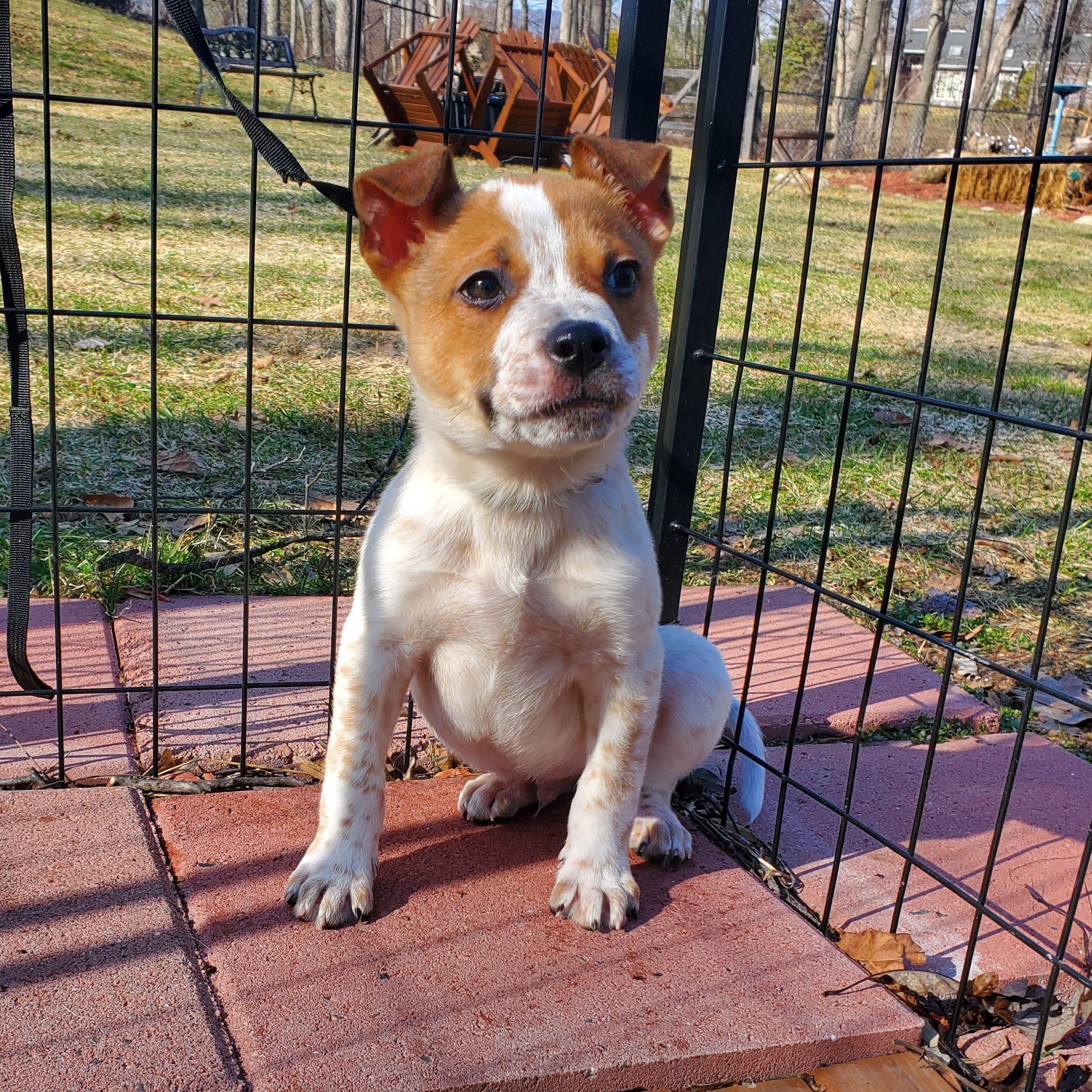 Baby Sam , Adoptable, Puppy Male Australian Cattle Dog / Blue Heeler.