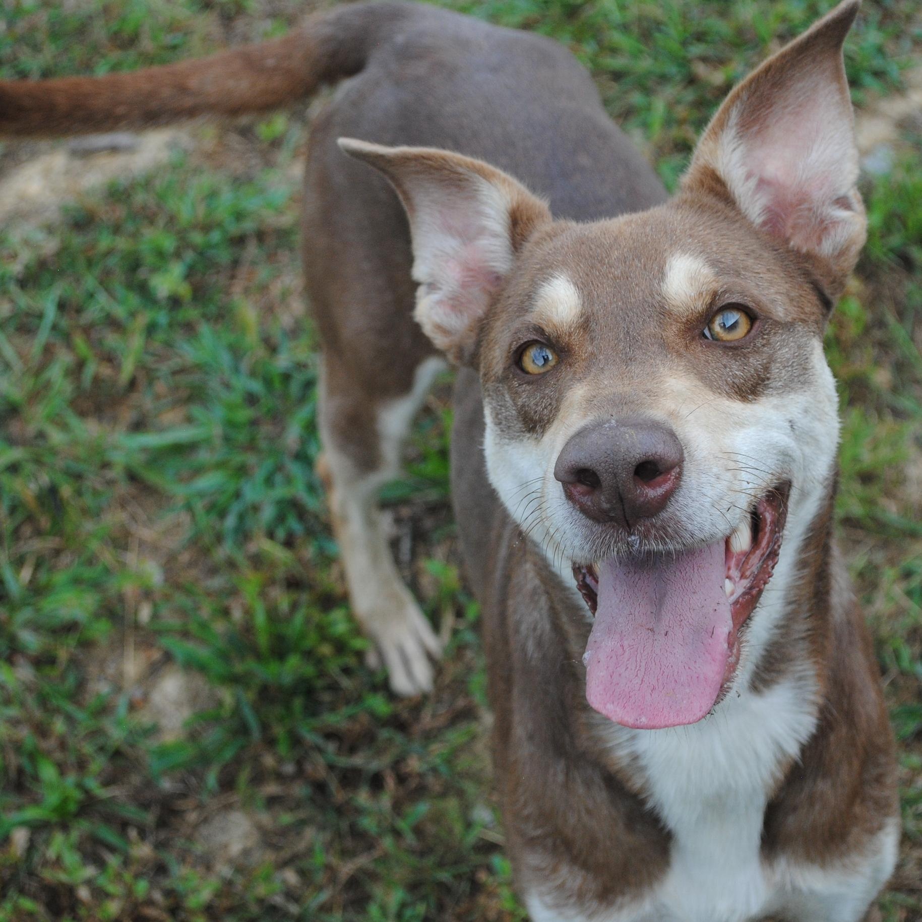 Enlarge Connie, a Adopted mixed breed in Manchester, TN image 1/3