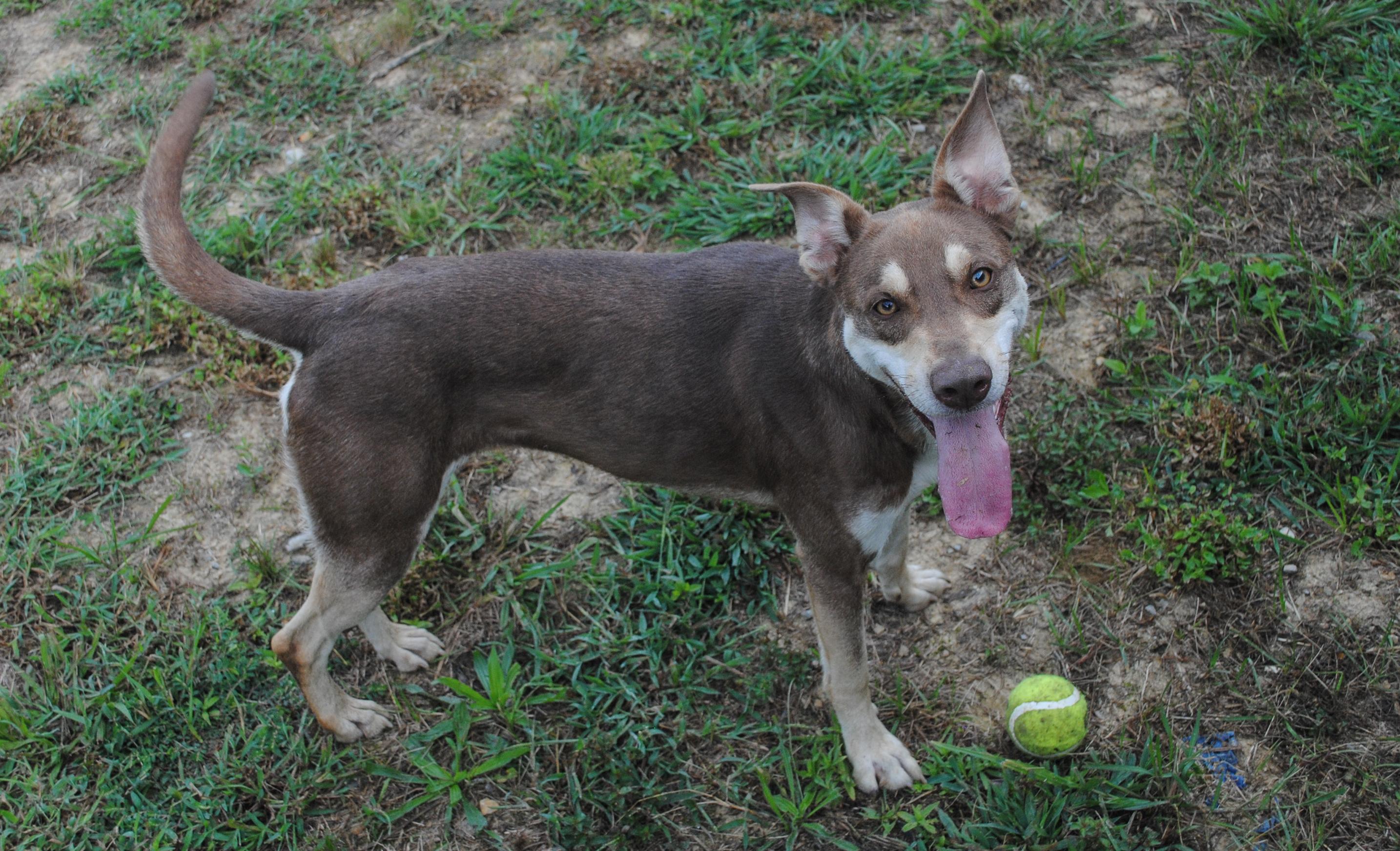Enlarge Connie, a Adopted mixed breed in Manchester, TN image 3/3