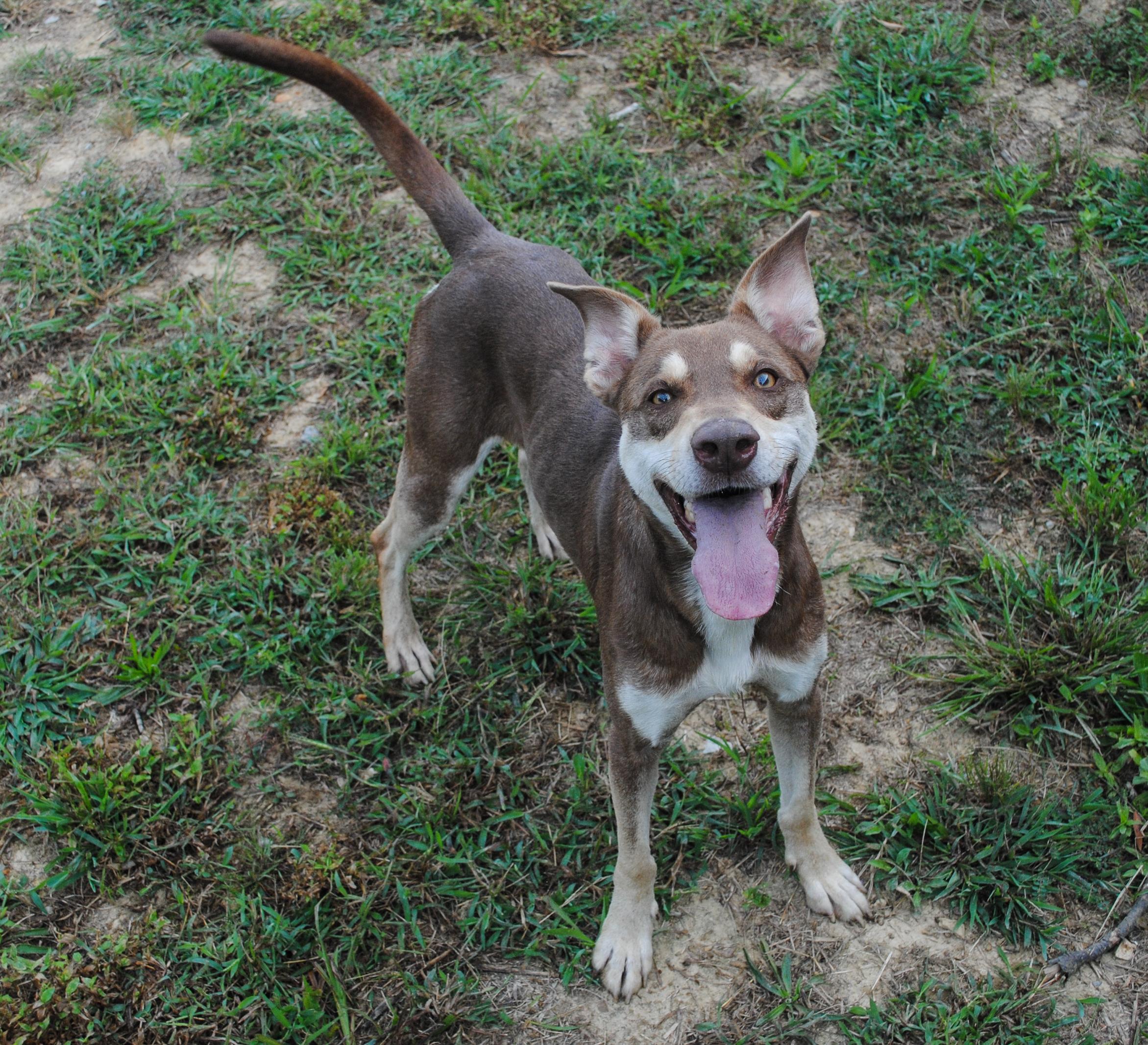 Enlarge Connie, a Adopted mixed breed in Manchester, TN image 2/3