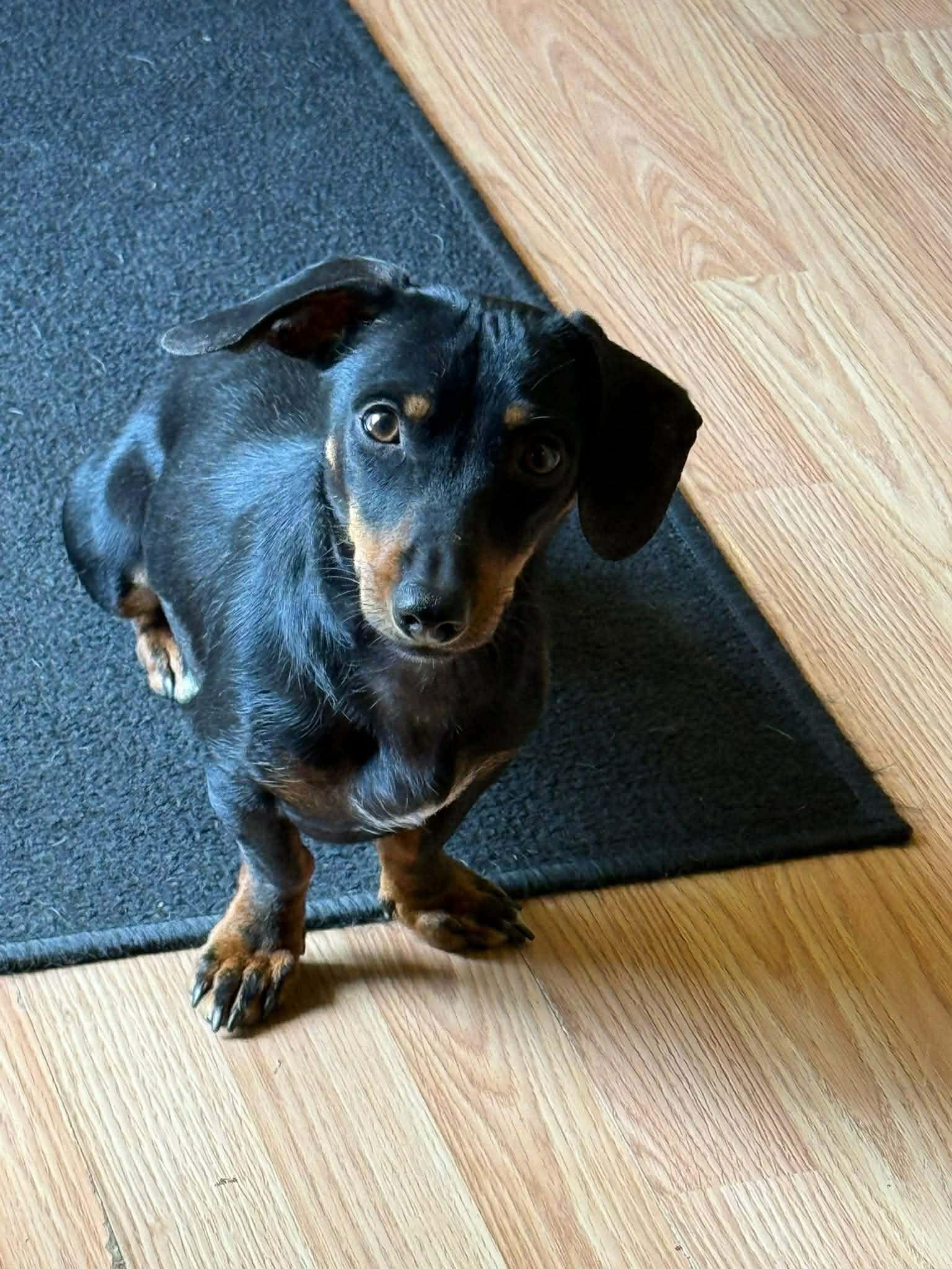 Enlarge Chili, a ADOPTABLE Dachshund in Eugene, OR image 2/3