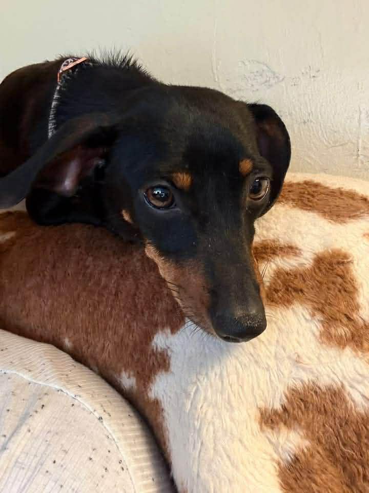 Enlarge Chili, a ADOPTABLE Dachshund in Eugene, OR image 1/3