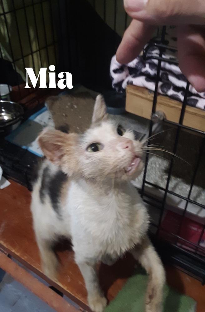Mia Palms, a Adopted Domestic Short Hair in Orlando, FL image 1/2