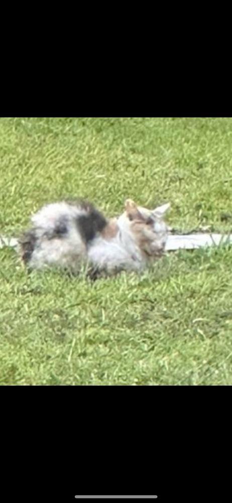 Mia Palms, a Adopted Domestic Short Hair in Orlando, FL image 2/2