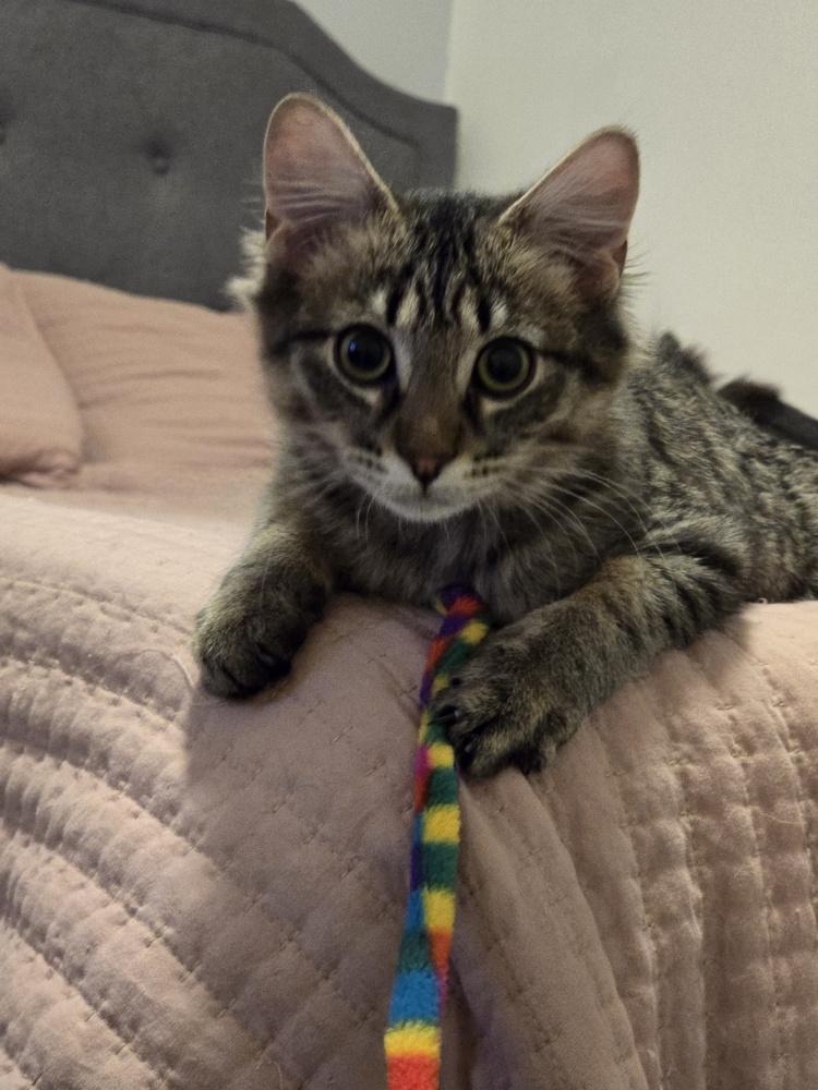 Grump Grump, Adoptable, Kitten Male Domestic Long Hair.