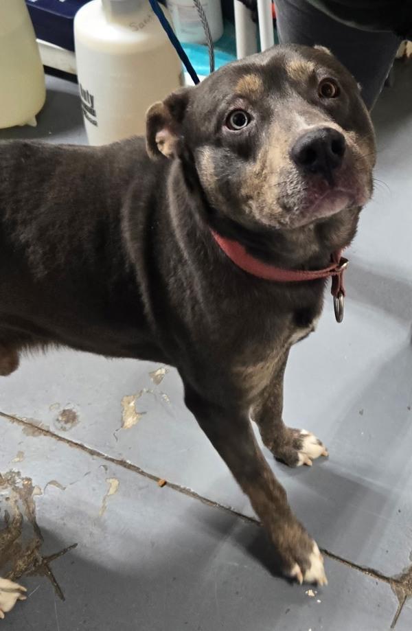 26-01-0228b Rick, Adoptable, Adult Male Shepherd.