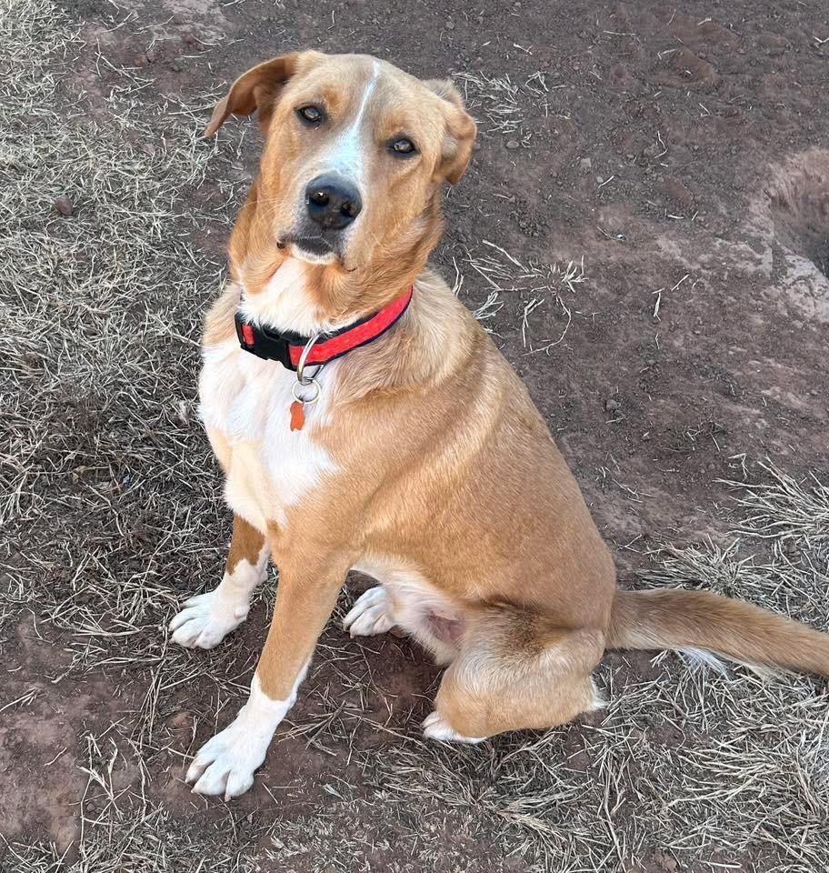 Pickles, Adoptable, Young Male Labrador Retriever.