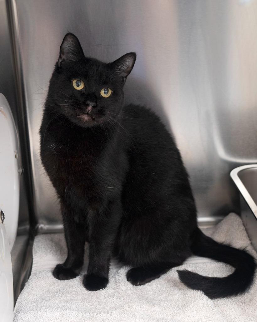 Felicity, Adoptable, Young Female Domestic Short Hair.