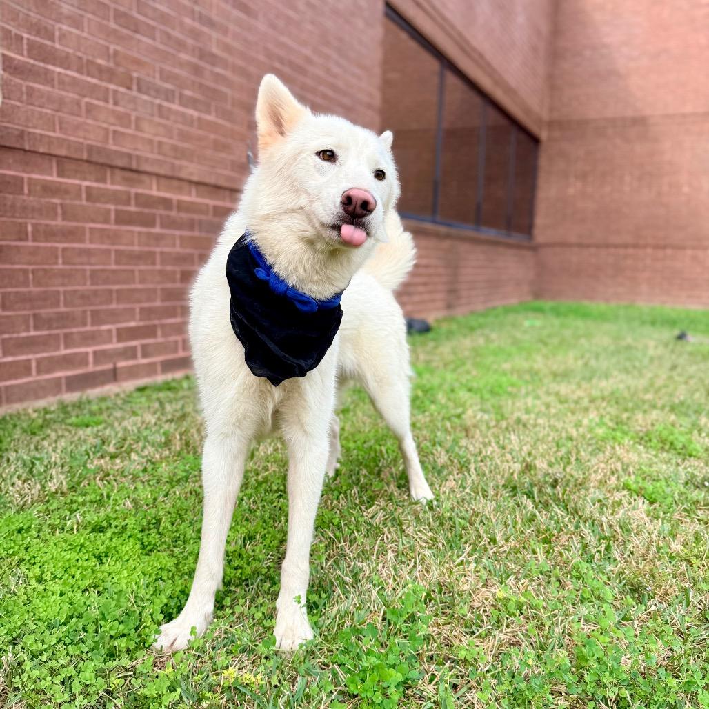Enlarge Angus Young, an adoptable mixed breed in Homestead, PA image 3/6