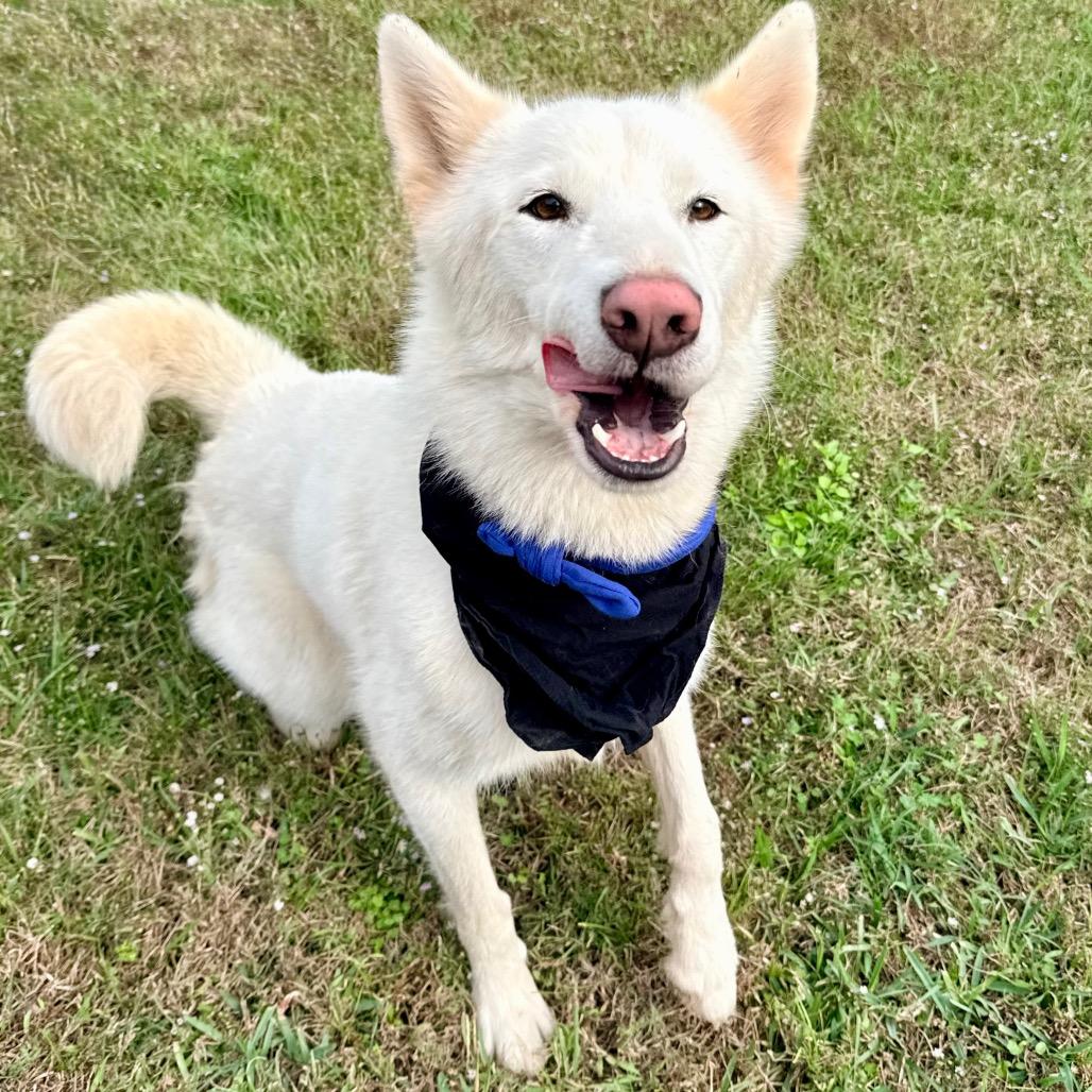 Enlarge Angus Young, an adoptable mixed breed in Homestead, PA image 1/6