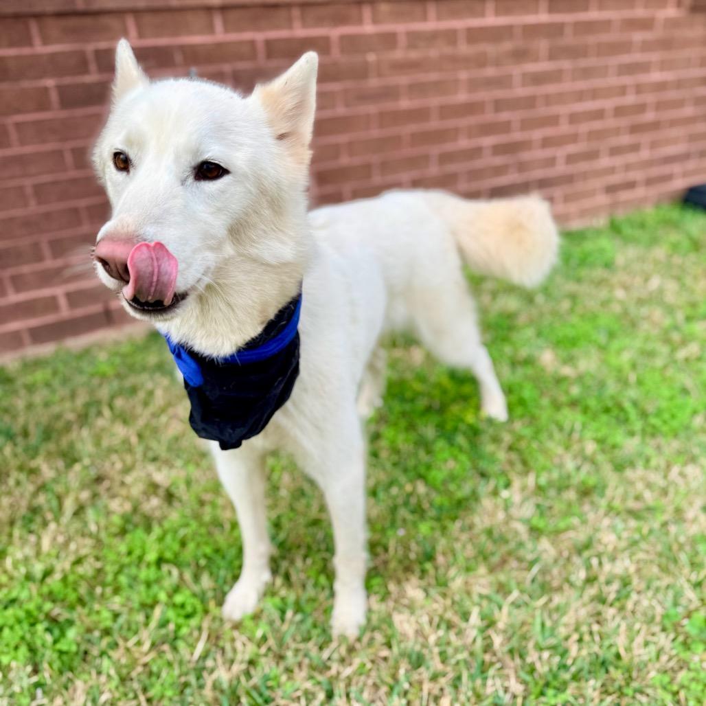 Enlarge Angus Young, an adoptable mixed breed in Homestead, PA image 6/6