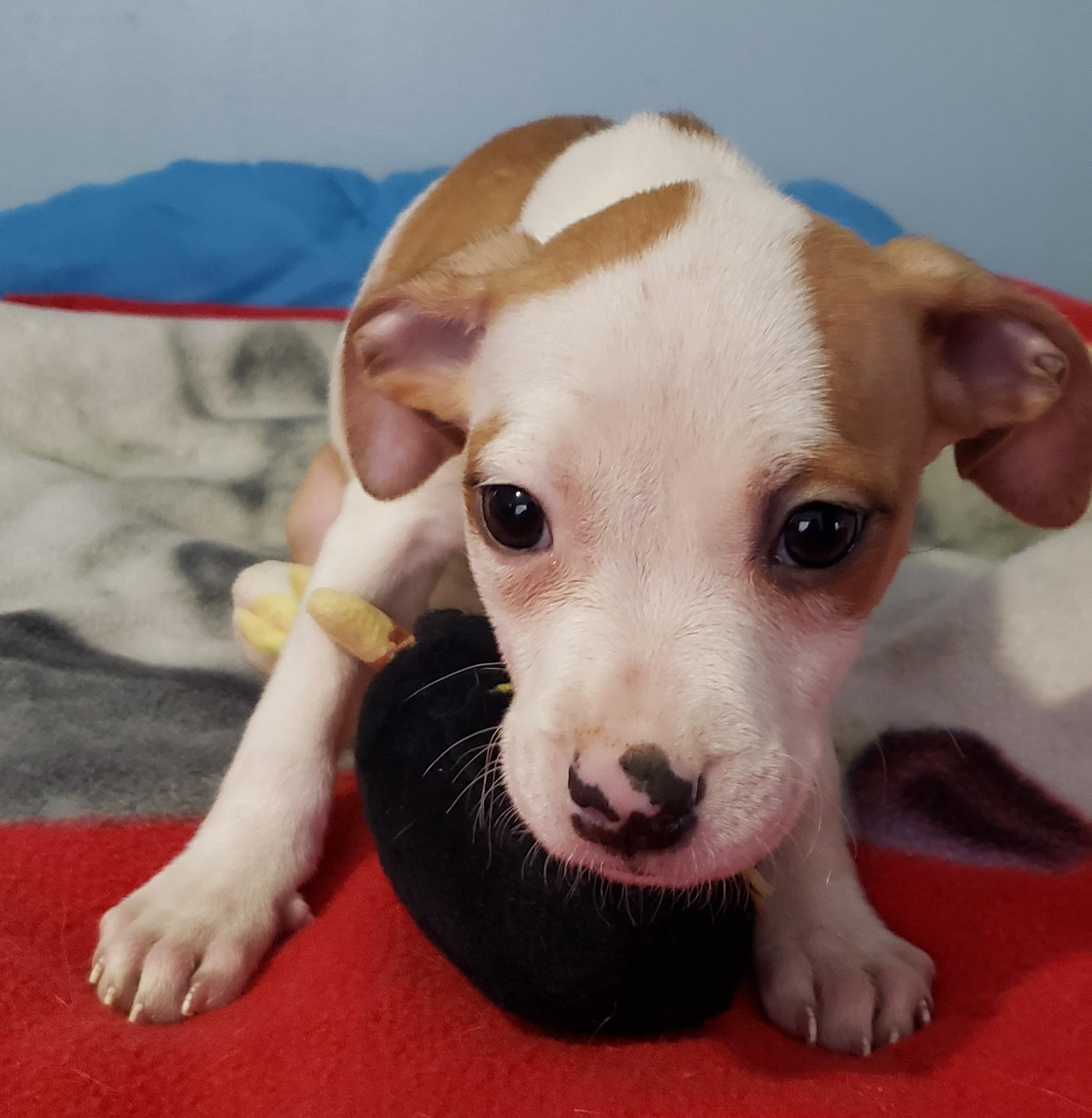 Brandy, adopted, Puppy Female Pit Bull Terrier.