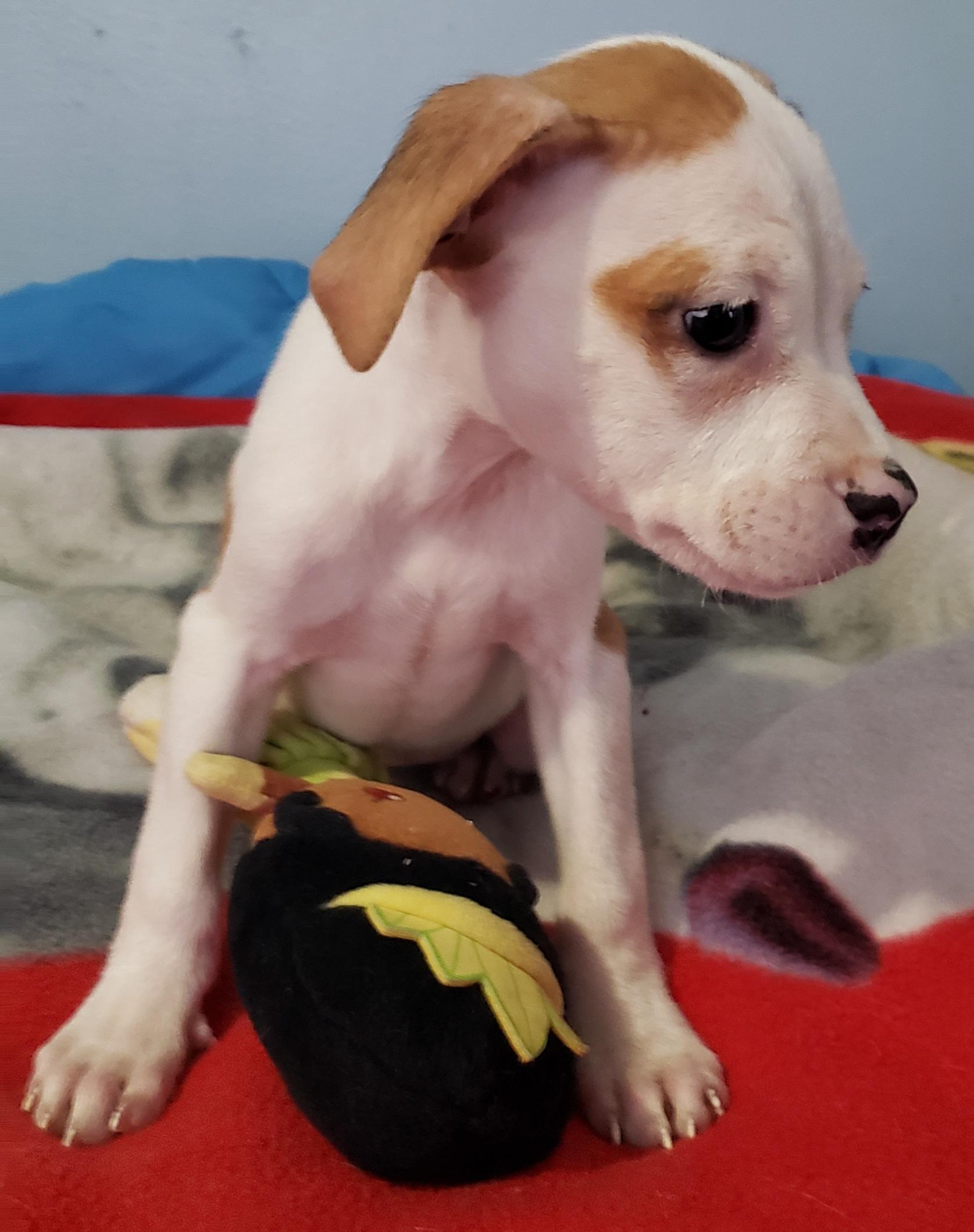 Brandy, an adopted mixed breed in Detroit, MI image 2/2