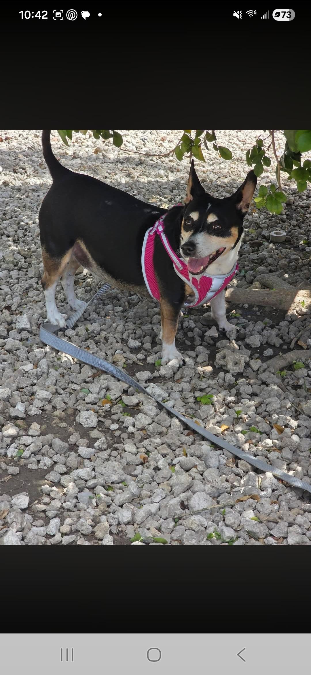 Enlarge Scarlet, a ADOPTABLE mixed breed in Miami, FL image 2/2