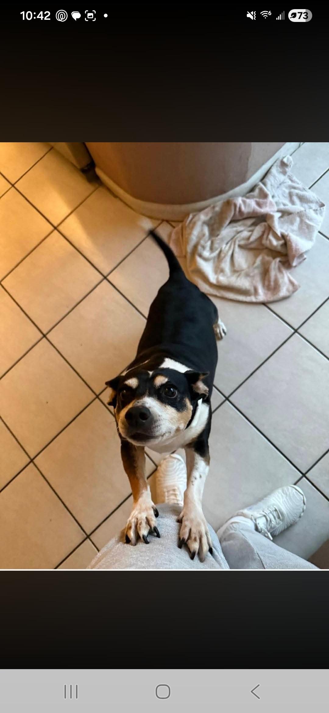 Enlarge Scarlet, a ADOPTABLE mixed breed in Miami, FL image 1/2