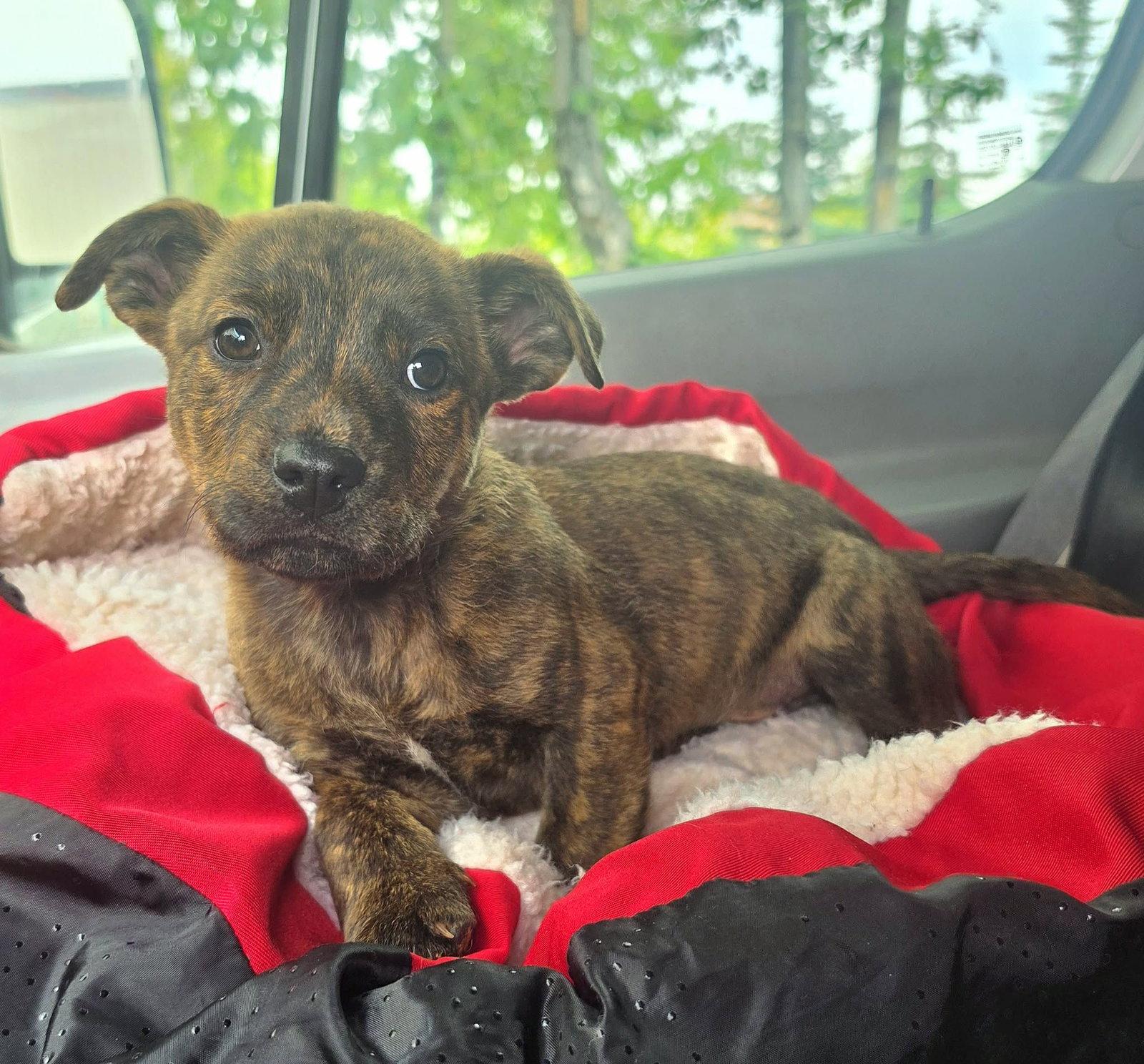Bumble, Adoptable, Puppy Male Dachshund & Boxer.