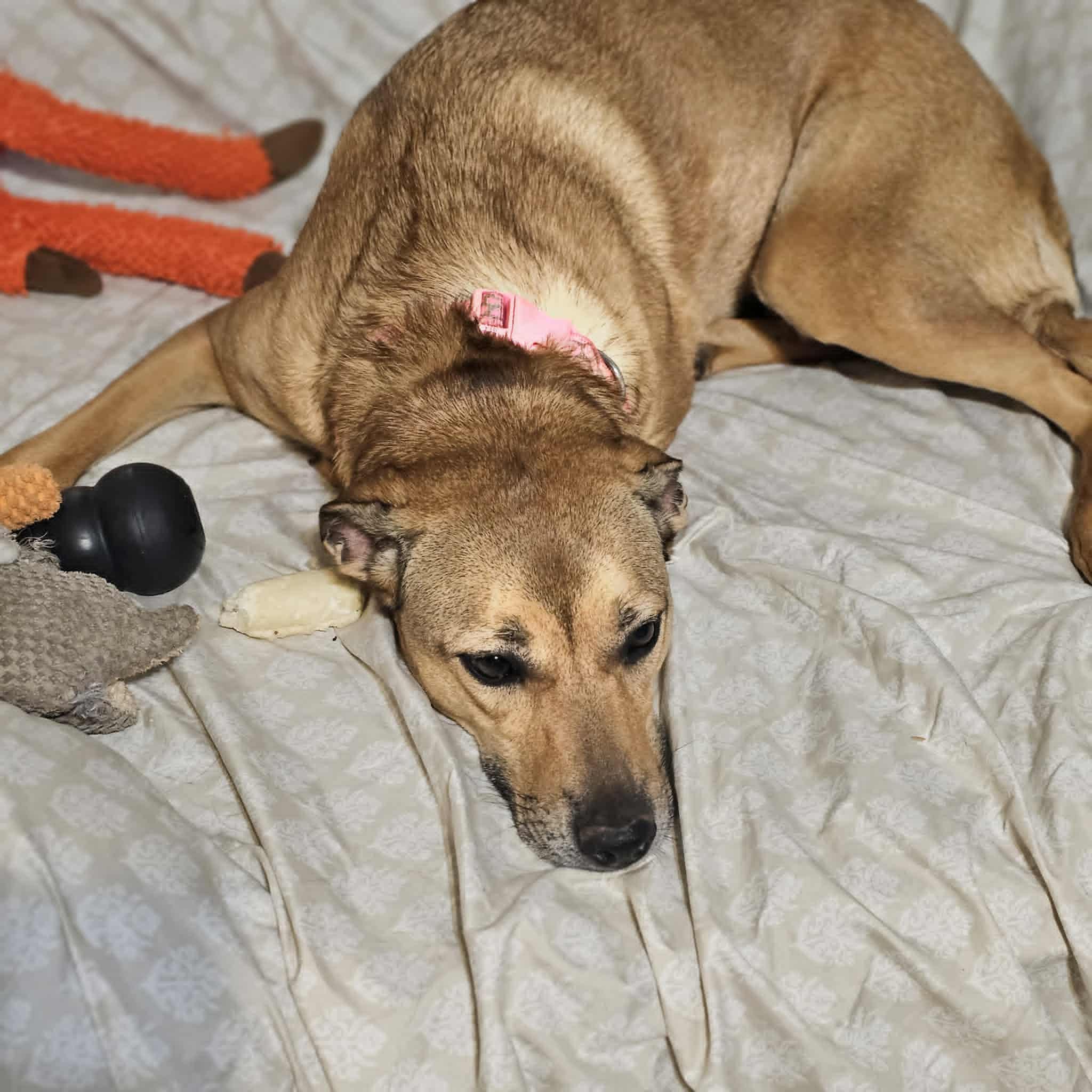 India, a ADOPTABLE mixed breed in Seneca, SC image 3/6